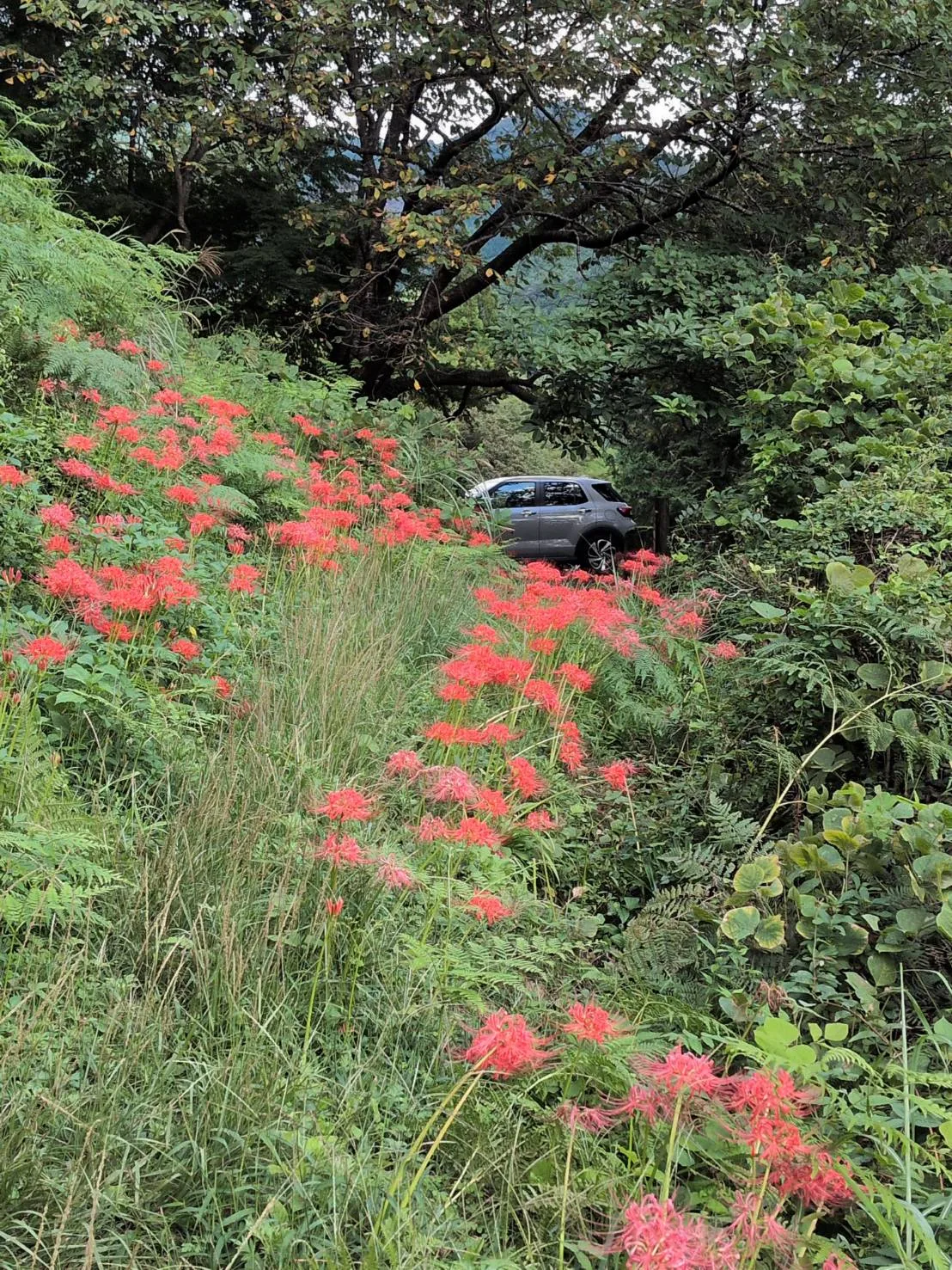 西滝(程野滝)の投稿画像