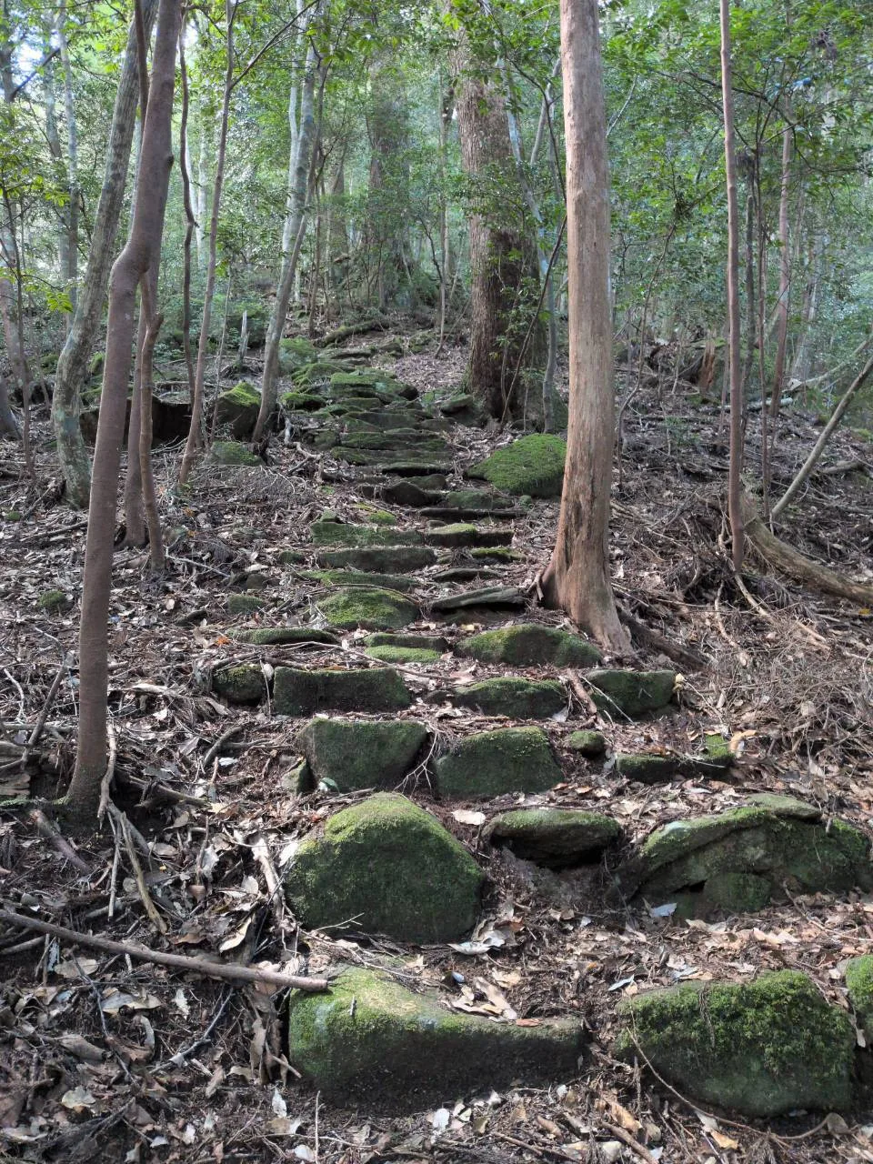 大ぐらの滝(滑床渓谷)の投稿画像